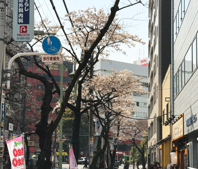 ラッピング協会,ブログ,画像,桜