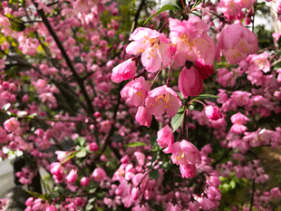 花,ラッピング協会,ブログ画像