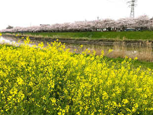 桜,菜の花,ラッピング協会,ブログ