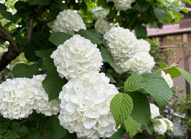 紫陽花ぽい花